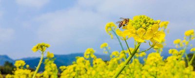 ​怎么找野生蜜蜂的位置 怎么去找野生蜜蜂