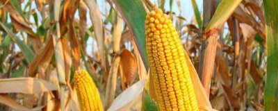 ​玉米能不能和香蕉一起吃 玉米跟香蕉可以一起吃吗