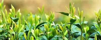 ​信阳毛尖密封包装茶叶多久过期 信阳毛尖茶怎样保存