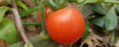 ​土豆和西红柿能炒一起吗 土豆和西红柿能一起炒着吃吗