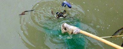 ​钓螃蟹的杆子 螃蟹怎么钓法