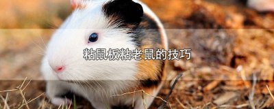 ​粘鼠板怎样才能粘到老鼠 用粘老鼠板粘老鼠成功的方法是什么意思