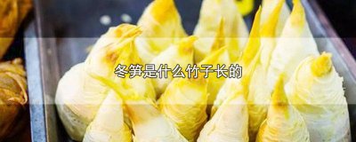 ​长冬笋的竹子竹叶是什么样的 什么竹子冬天长笋