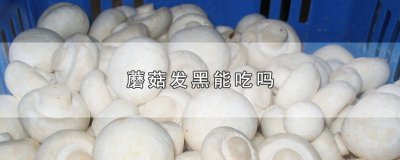 ​发黑的蘑菇可以吃吗 蘑菇里面发黑能吃吗