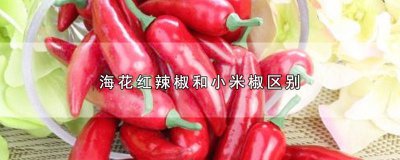 ​海花红辣椒和小米椒区别 海花红辣椒和小米椒区别图片