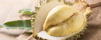 ​榴莲也分“公母”?3个小窍门教你明辨,“母”榴莲才甜! 榴莲怎么分公和母