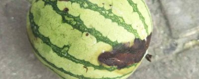 ​西瓜烂了一块还能吃吗视频 西瓜烂了一块还能吃吗有毒吗