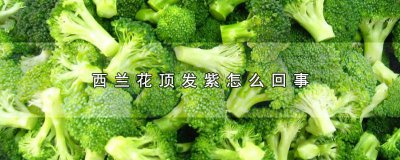 ​西兰花发红紫 西兰花有点发紫色