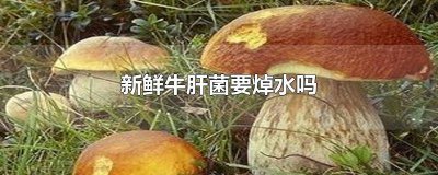 ​新鲜牛肝菌要焯水吗 新鲜牛肝菌要焯水吗多久