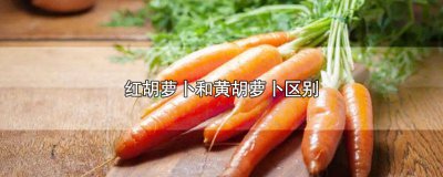 ​红胡萝卜和黄胡萝卜区别