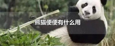 ​雪豹平时住在哪里 保护地巡护 奇怪的坑蚂蚁森林保护地巡护