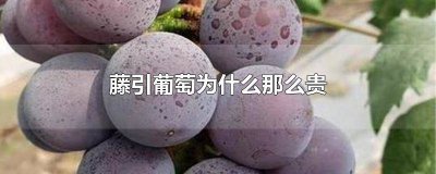 ​有种葡萄叫藤什么 葡萄长在藤上吗