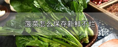 ​菠菜怎么保存新鲜不烂没有冰箱 菠菜怎么保存新鲜不烂皮