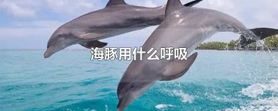 ​海豚用肺呼吸还是用鳃呼吸 鲸鱼海豚用什么呼吸