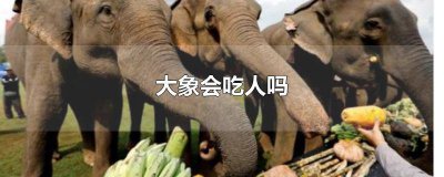 ​有动物吃大象吗 什么能吃掉大象