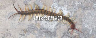 ​蜈蚣能不能爬上墙 墙上有蜈蚣爬是怎么回事