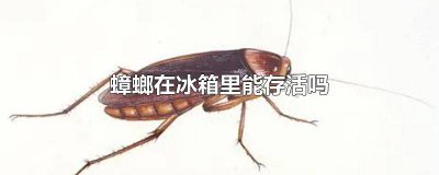 ​蟑螂在冰箱保鲜层里能活吗多久 蟑螂在冰箱保鲜层里能活吗能活多久