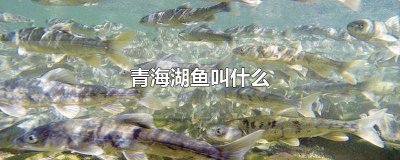 ​青海湖里什么鱼有名 青海湖里面鱼的种类