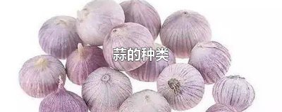 ​蒜的种类价格 蒜有哪几种