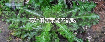 ​花滇苦菜可以当菜吃吗 花叶滇苦菜不可同什么一起吃