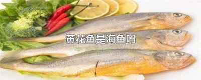 ​黄花鱼属于海水鱼吗 黄花鱼是不是海鱼?