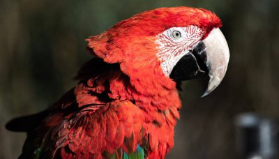 ​八哥是保护动物吗知乎 八哥是保护动物嘛