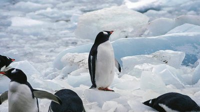 ​北极和南极哪边更冷些 北极和南极哪边更冷一点