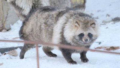 ​貉子是什么动物 貉子和貉是一种动物吗?