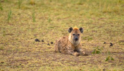 ​鬣狗算猫科吗 鬣狗为啥是猫科
