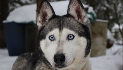 ​阿拉斯加雪橇犬和哈士奇的区别在哪 哈士奇和阿拉斯加哪个是雪橇犬