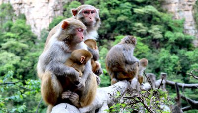 ​被猴子轻微抓伤要打疫苗吗 被猴子抓伤了需要打狂犬疫苗