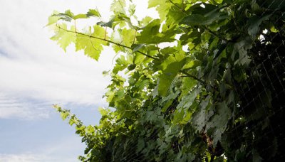 ​爬山虎是什么植物 爬山虎是什么季节生长的