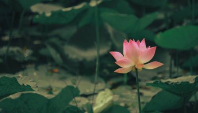 ​枫叶像什么的比喻句 二年级比喻句大全