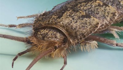 ​蝼蛄是害虫吗? 蝲蛄和蝼蛄