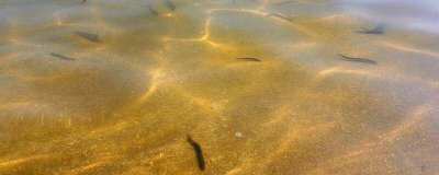 ​泥鳅多长时间换水 泥鳅需要天天换水吗
