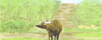 ​牛粪有哪些用处 牛粪30种用途