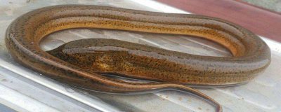 ​养黄鳝要具备什么条件怎么养 鳝鱼养殖环境