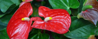 ​客厅放什么花好看又旺财 红掌花盆图片大全