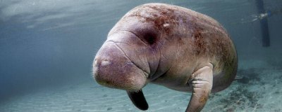 ​儒艮和海牛有什么区别 儒艮和海象有什么区别