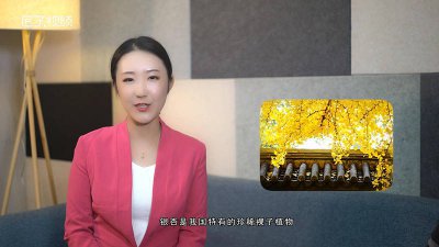 ​什么是银杏叶 中国的国树为什么是银杏