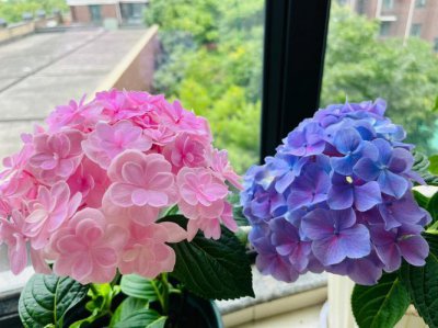 ​五朵花代表什么意思（五朵花什么含义）