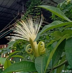 ​富贵竹开花什么预兆（富贵竹开花意味着什么意思）