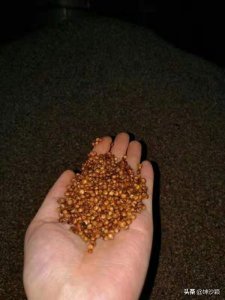 ​烈酒是什么(烈酒是什么生肖)