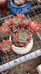 ​12年露西城堡红葡萄酒(露雅城堡红葡萄酒)