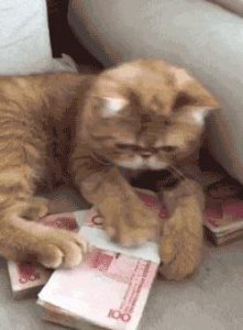 ​猫饭可以代替猫粮吗（便宜又营养的自制猫饭怎么做）