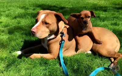 ​狗的生活特征和生活方式（狗狗的10大生活习性特点）