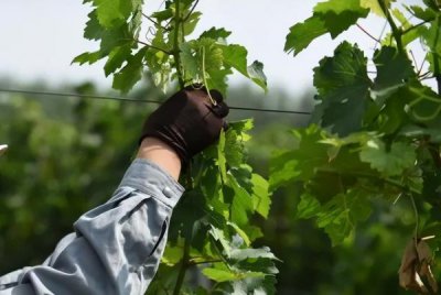​酿葡萄酒的时间需要多长时间(酿葡萄酒发酵多长时间)