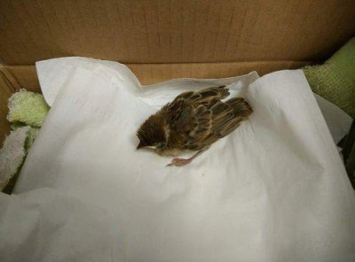 ​为什么小麻雀不能捡迷信（觉得不好就放生了）