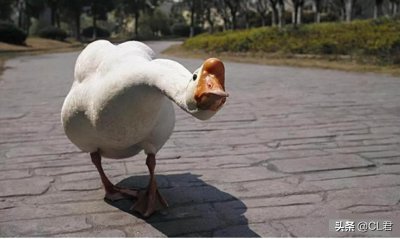 ​农村三霸是什么动物图片（农村动物三霸谁最厉害）