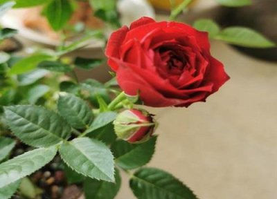 ​不同颜色的玫瑰花代表什么意思与寓意